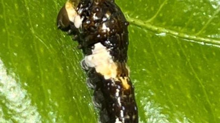 swallowtail caterpillar