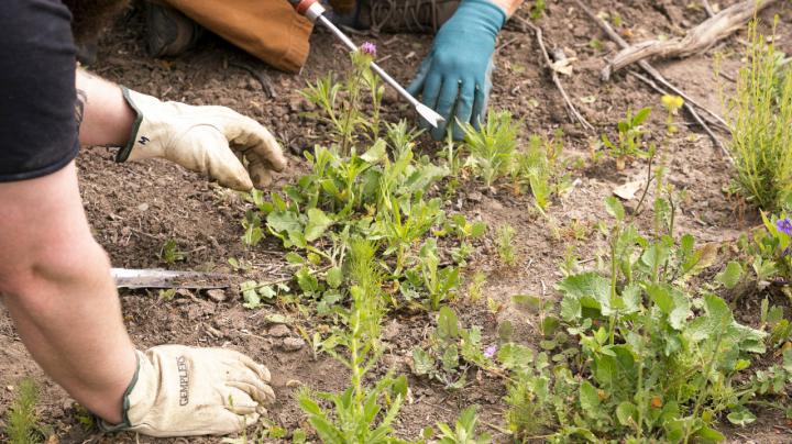 Local Native Plants: Exploring Your Garden | OC Parks