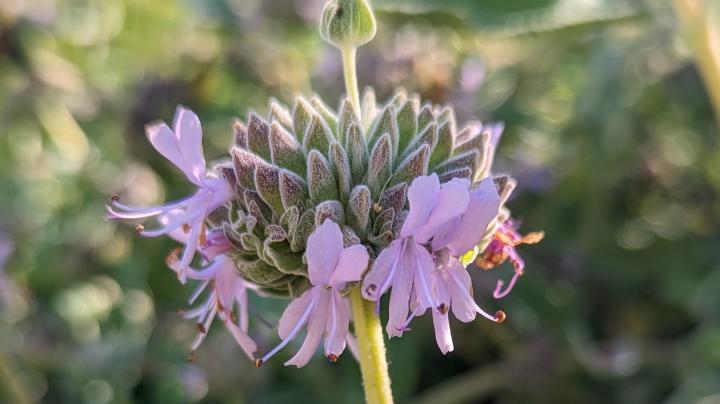 Purple Sage