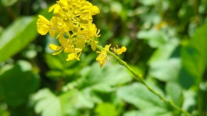 Mustard flower