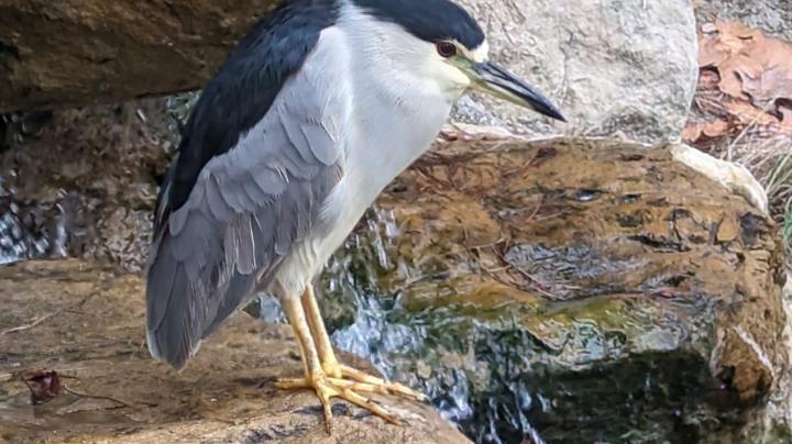 Black crowned night heron