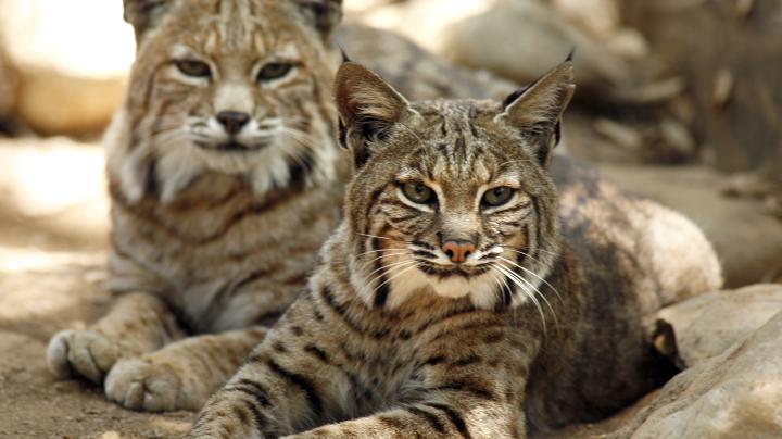 OC Zoo bobcats