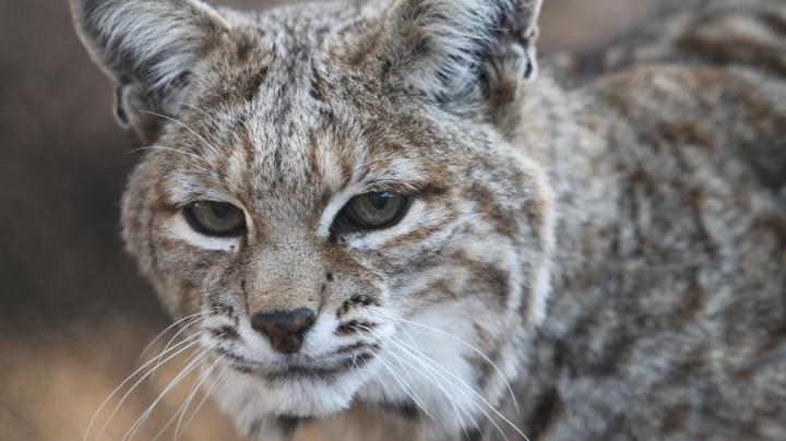 Bobcat