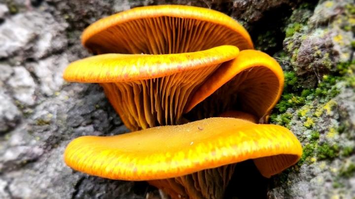 Omphalotus Olivascens (Western Jack-o-Lantern)_Fungi