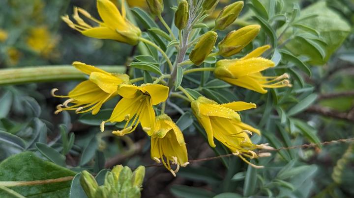 Bladderpod flowers