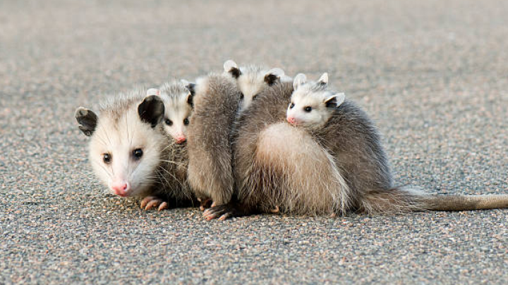 Opossum mom with babies on her back