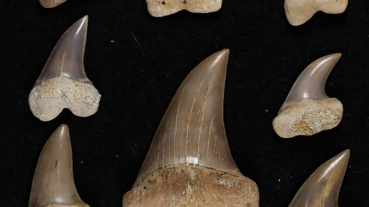 Isurus Shark Teeth