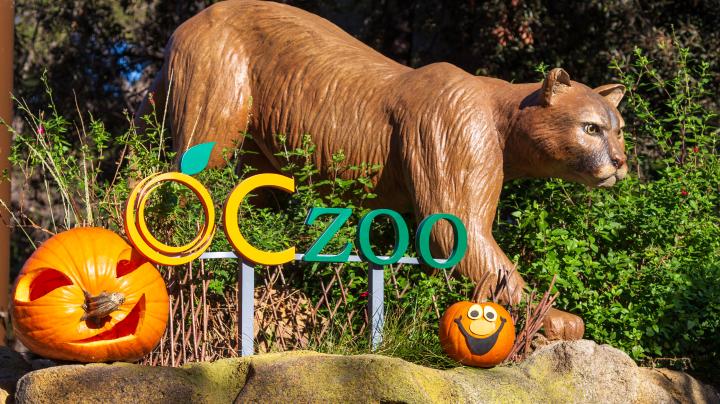 oc zoo halloween