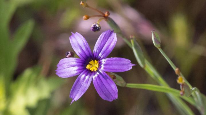 flower grass