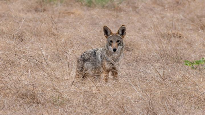 Coyote