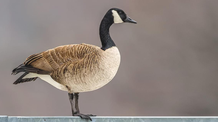 canada geese