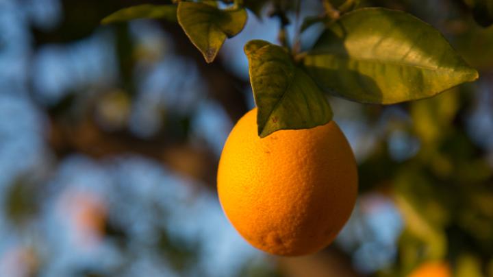 Orange Grove