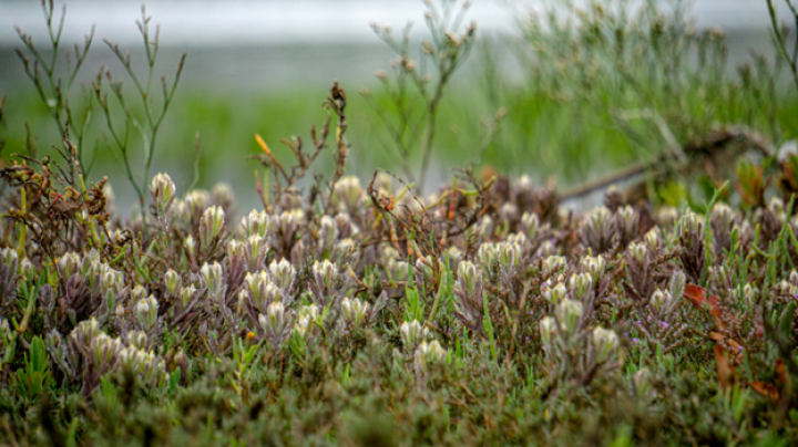 salt marsh birds beak plant