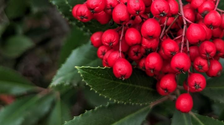 Toyon