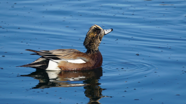 American widgeon in water