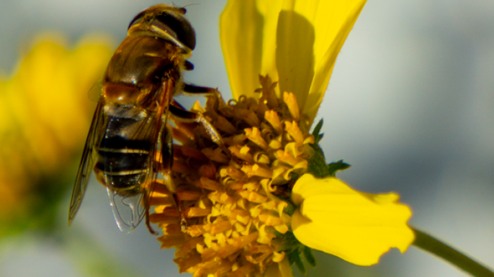 bee on yellow flower