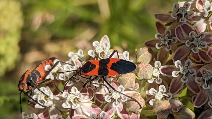 Milkweed beetles