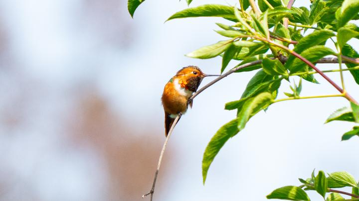 Orange Hummingbird on Branch