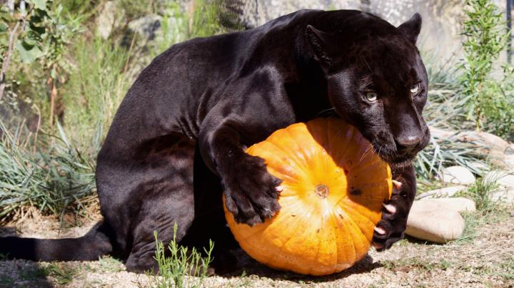 OC Zoo Halloween 3