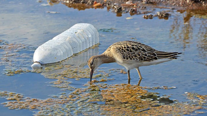 Bird in wetland with water bottle