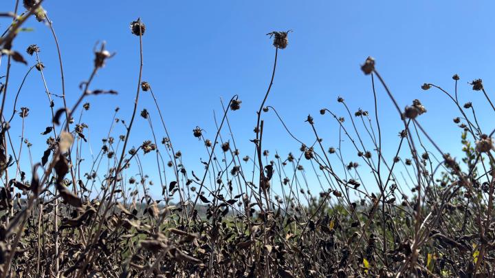 dry coastal sage scrub
