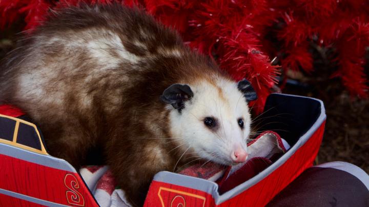 Christmas at the OC Zoo opossum in sleigh