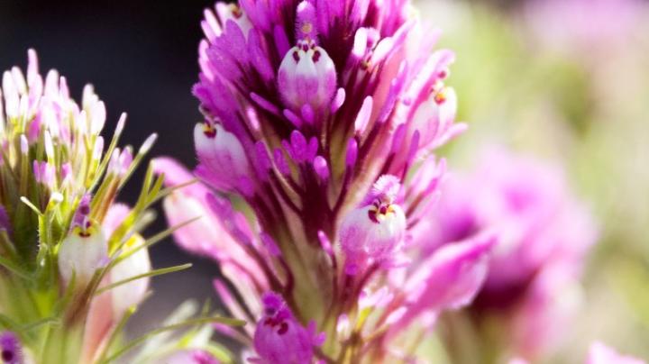 Image of a wildflower.