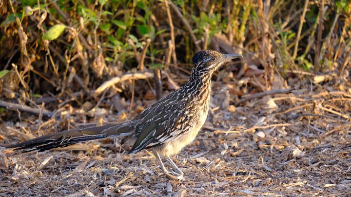 roadrunner PECA