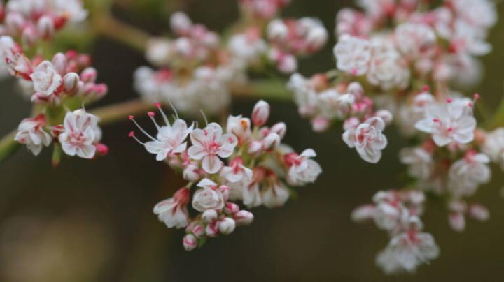 buckwheat flowers