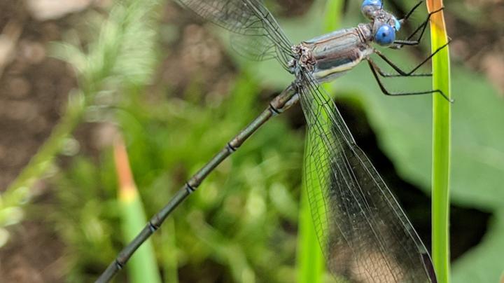 Damselfly