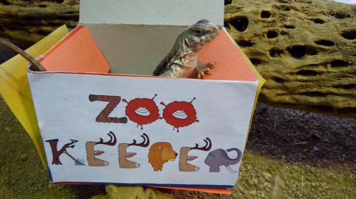 zoo lizard