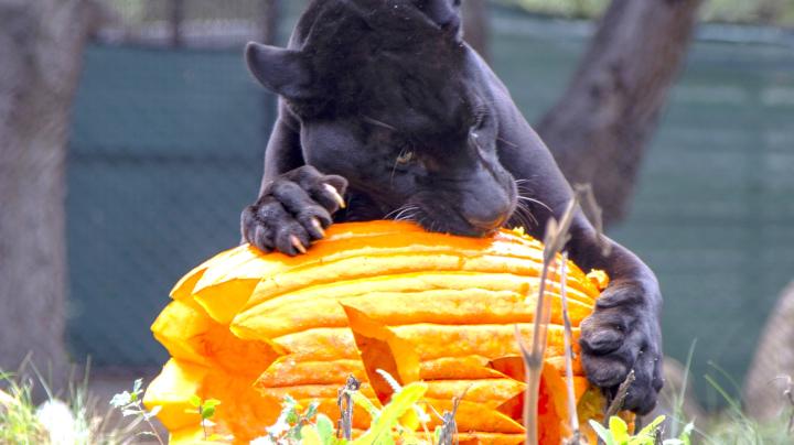 Halloween jaguar
