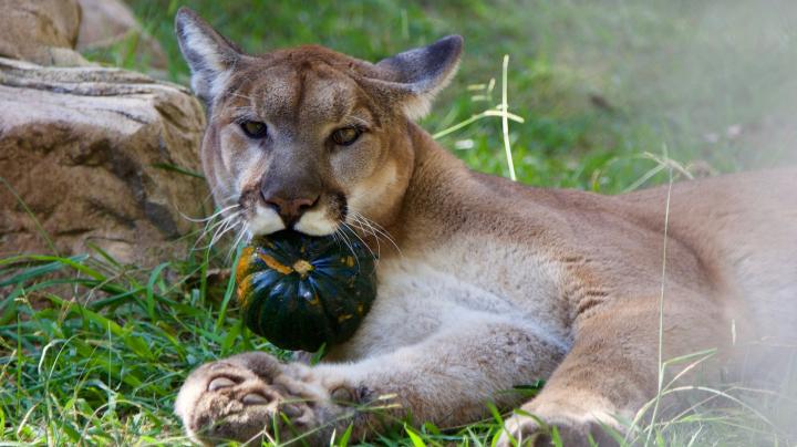 Mountain Lion