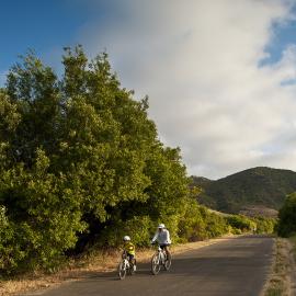 Family cycling on a paved trail near a tree with puffy clouds above