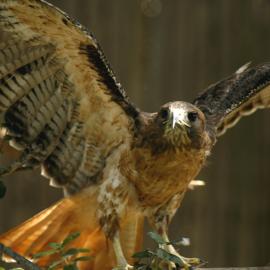 Perched red-tailed hawk flaps its wings