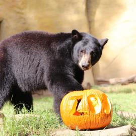 A black bear walks next to a carved pumpkin.