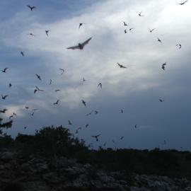 Bats_Limestone_Canyon