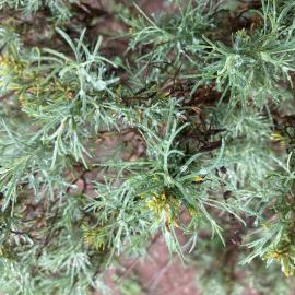 Flora california sagebrush plant