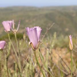 In Search of the Mariposa Lily