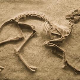 Fossil_Image