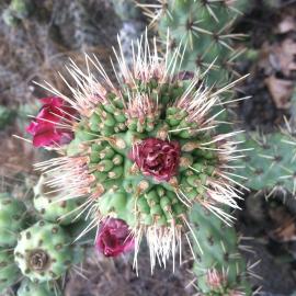 coastal cholla cactus flora