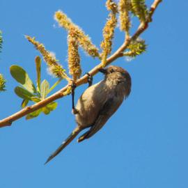 Bird Walk at Dilley