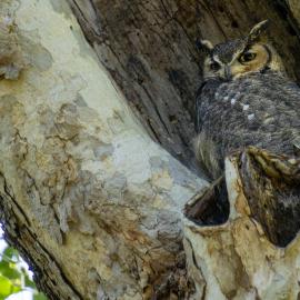 Great Horned Owl 2022