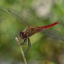 Red-Tailed Pennant, Dragonfly 