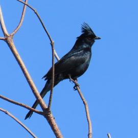 Better Birding Basics, Birding by Ear in Agua Chinon