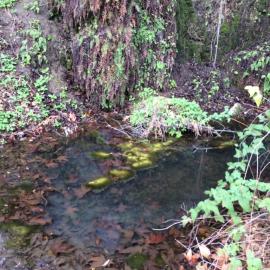 Earthcache Hike to Dripping Springs: Limestone Canyon