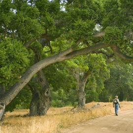 Our Magnificent Oaks Interpretive Hike
