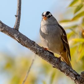 white crowned sparrow