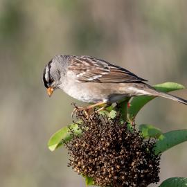 white crowned sparrow 2