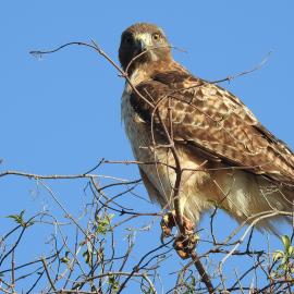 A red-tailed hawk hunts from the top of an elderberry